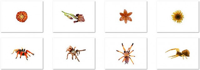 карточки с изображениями пауков и цветов в одной цветовой гамме