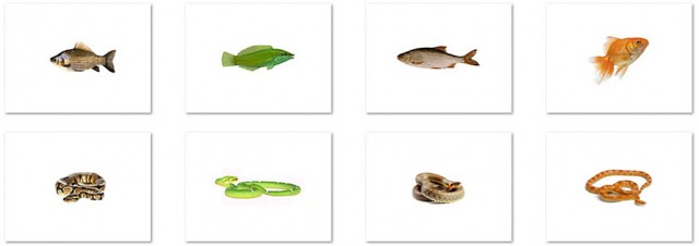 Карточки с изображениями змей и рыб в одной цветовой гамме
